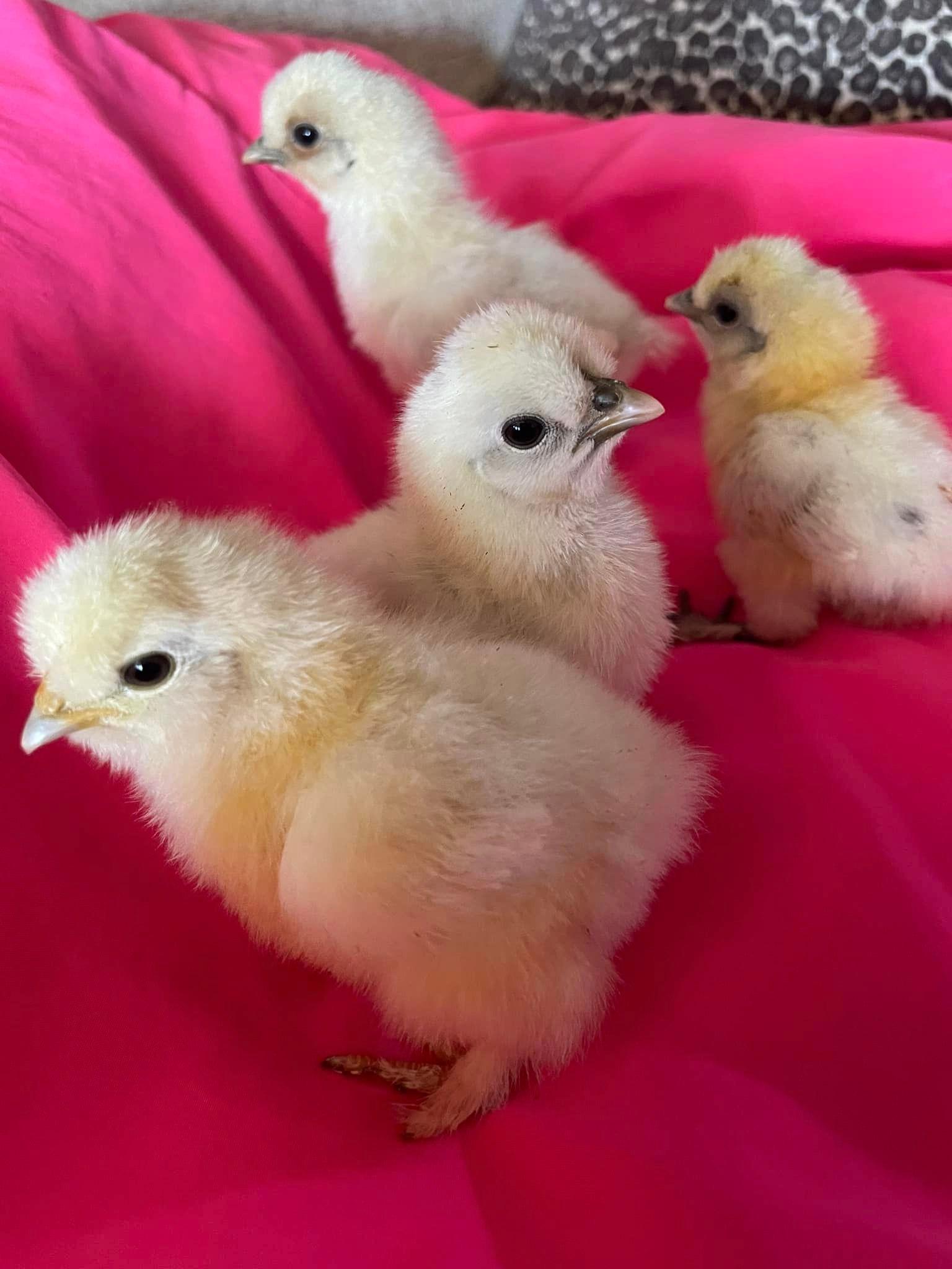 chicks