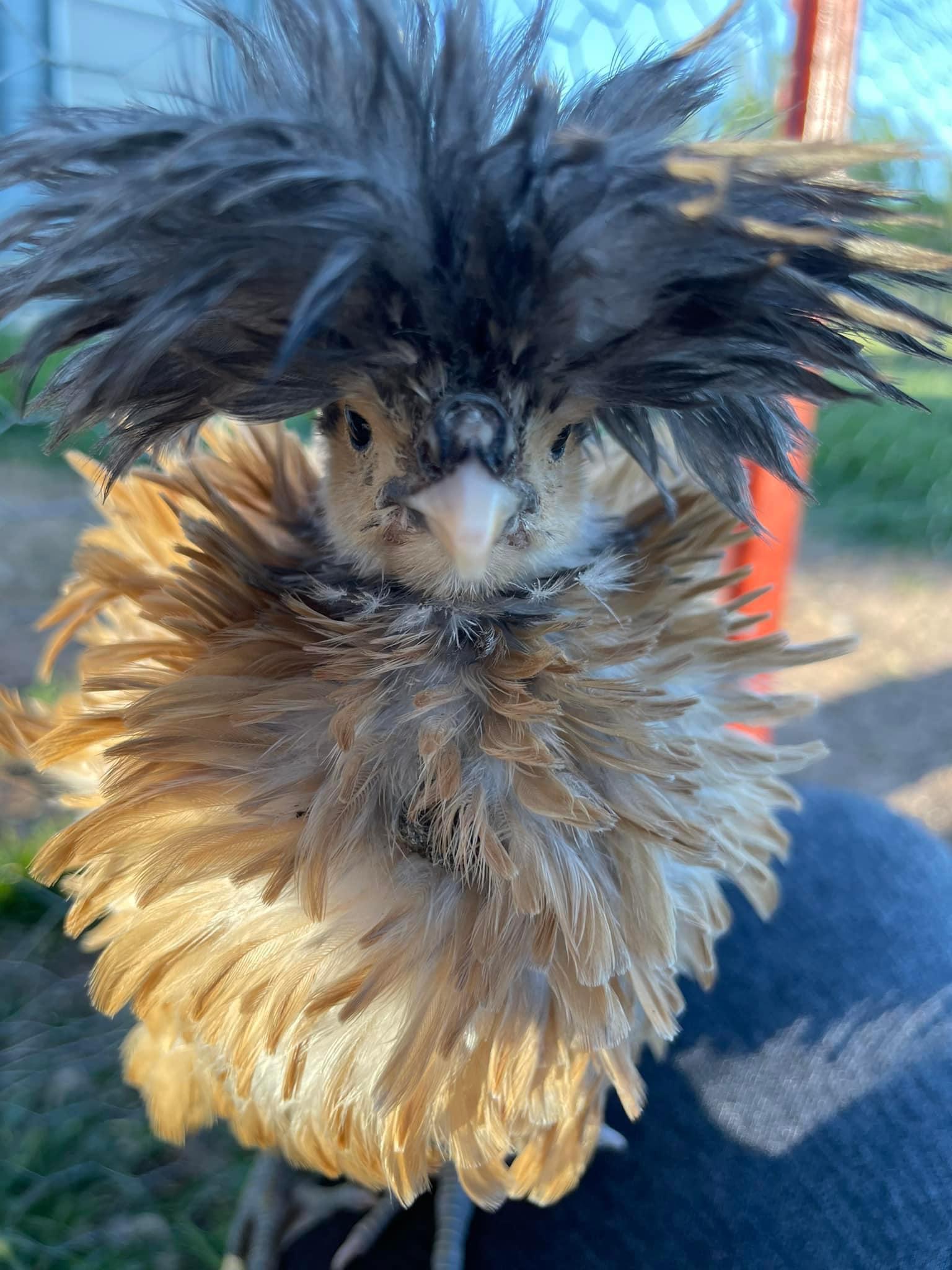 frizzle