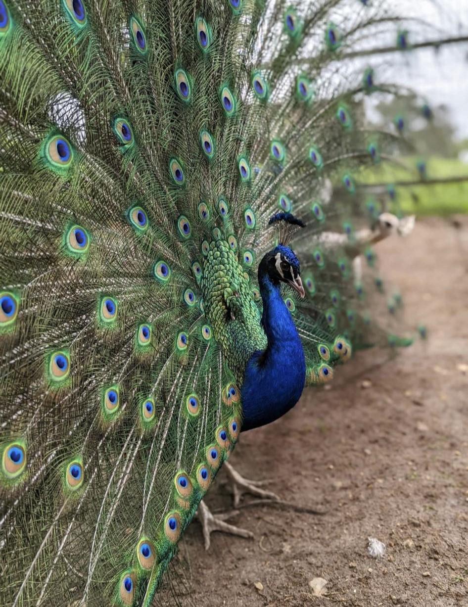 peacock